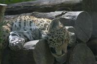 Cjp_2011_08_02_133733 (1).jpg